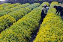 Những cánh đồng hoa cúc ở Việt Nam đẹp hút hồn