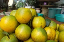 Chiêu chuẩn phân biệt cam Cao Phong đang sốt xình xịch