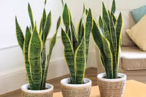 Kinh ngạc những loại cây vẫn sống tốt trong nhà thiếu ánh sáng