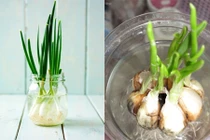 Những cây gia vị chữa bệnh nên trồng trong nhà 