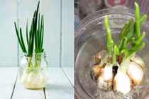 Những cây gia vị chữa bệnh nên trồng trong nhà 