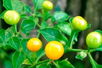 Giật mình với ớt giá khủng gần 600 triệu đồng/kg