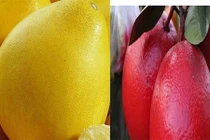 Những giống bưởi lạ dự báo bùng nổ dịp Tết 2017 