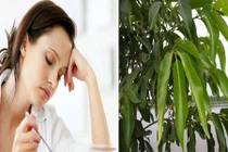 Bài thuốc từ lá vườn trị viêm đại tràng mãn tính 