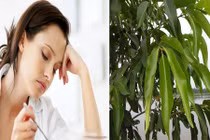 Bài thuốc từ lá vườn trị viêm đại tràng mãn tính 