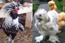 Những giống gà ngoại siêu đắt đỏ gây sốt ở Việt Nam 