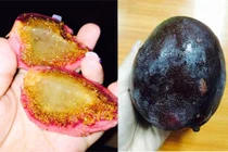 Điểm mặt quả lạ miền núi hút hồn dân phố