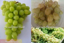Cách phân biệt nho xanh Trung Quốc với nho xanh Ninh Thuận 
