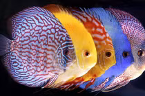 Những loại cá phong thủy giúp gia chủ giàu lên chóng mặt 