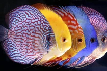 Những loại cá phong thủy giúp gia chủ giàu lên chóng mặt 