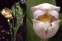 Độc đáo loài hoa lan tuyệt đẹp hình chiếc nôi em bé 