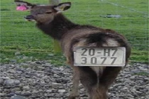 Bê... chính chủ