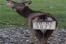 Bê... chính chủ