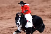 Xem động vật điều khiển nhau