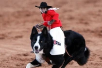 Xem động vật điều khiển nhau