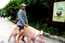 Cưỡi “xế khủng” có máu