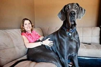 Con người nhỏ bé bên “quái thú“