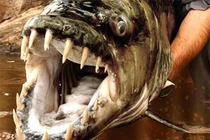 Những con "thủy quái" nước ngọt nguy hiểm nhất hành tinh