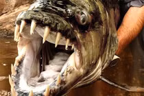 Những con "thủy quái" nước ngọt nguy hiểm nhất hành tinh