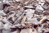 Bí mật vùng đất chứa 800 bộ hài cốt và loài nấm kinh dị nhất mọi thời đại