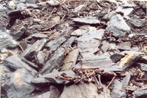 Bí mật vùng đất chứa 800 bộ hài cốt và loài nấm kinh dị nhất mọi thời đại