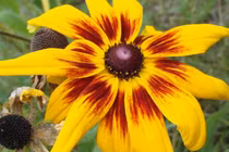 3 con giáp trúng số phát tài, phú quý ngập nhà trong 10 năm tới