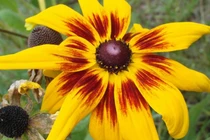 3 con giáp trúng số phát tài, phú quý ngập nhà trong 10 năm tới