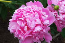 4 con giáp gặp hung hóa cát, chuyển bại thành thắng trong tháng 8