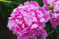 4 con giáp gặp hung hóa cát, chuyển bại thành thắng trong tháng 8