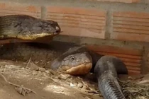 Tại sao người miền Tây gọi rắn hổ mang chúa là hổ mây?