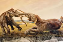 Vì sao voi ma mút khổng lồ bị tuyệt chủng?