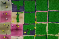 Ảnh phơi trà Việt Nam lọt top giải thưởng nhiếp ảnh quốc tế Sony