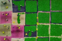 Ảnh phơi trà Việt Nam lọt top giải thưởng nhiếp ảnh quốc tế Sony