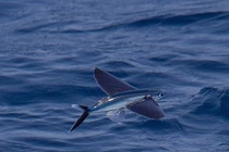 Nơi nào có loài cá "thần", vừa biết bơi vừa biết bay trên mặt nước?