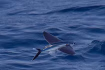 Nơi nào có loài cá "thần", vừa biết bơi vừa biết bay trên mặt nước?