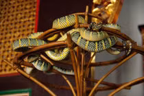 Ngôi đền huyền bí có hàng nghìn con rắn độc sinh sống