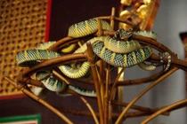 Ngôi đền huyền bí có hàng nghìn con rắn độc sinh sống