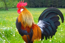 3 con giáp bất ngờ cải vận, phất lên nhanh chóng trong tháng 8