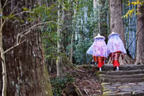 Kỳ lạ văn hóa "tắm rừng" ở Nhật Bản