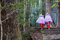 Kỳ lạ văn hóa "tắm rừng" ở Nhật Bản