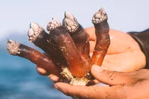 Giải mã bí ẩn "ngón tay của quỷ" giữa biển khơi