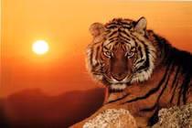 3 con giáp vượt qua nghịch cảnh, bứt phá ngoạn mục 3 tháng tới