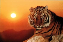 3 con giáp vượt qua nghịch cảnh, bứt phá ngoạn mục 3 tháng tới