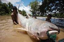 Sốc trước “thủy quái” khổng lồ, nặng 600 kg trên sông Cửu Long