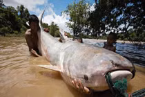 Sốc trước “thủy quái” khổng lồ, nặng 600 kg trên sông Cửu Long
