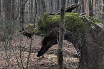 Giật mình trước những vật vô tri ngỡ như có cảm xúc