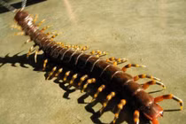 Hãi hùng những con "quái vật" nguy hiểm trong rừng Amazon