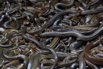 Bạn biết gì về "Đảo chết" - nơi cư ngụ của gần 400.000 con rắn độc