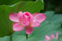 6 điều nên biết về tiết Tiểu thử