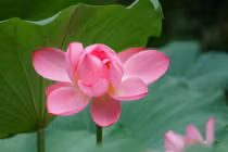 6 điều nên biết về tiết Tiểu thử